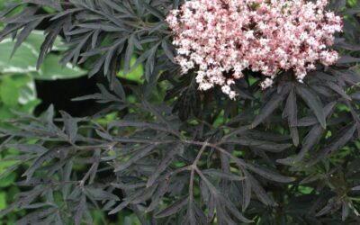 Black Lace Elderberry Care Guide: Growing in Wisconsin (Zone 5b)