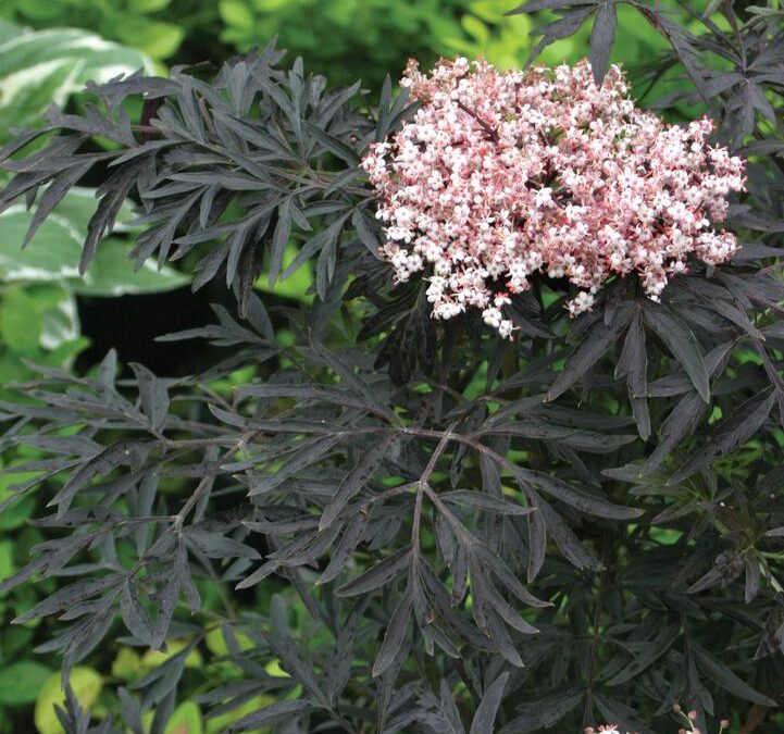 Black Lace Elderberry Care Guide: Growing in Wisconsin (Zone 5b)