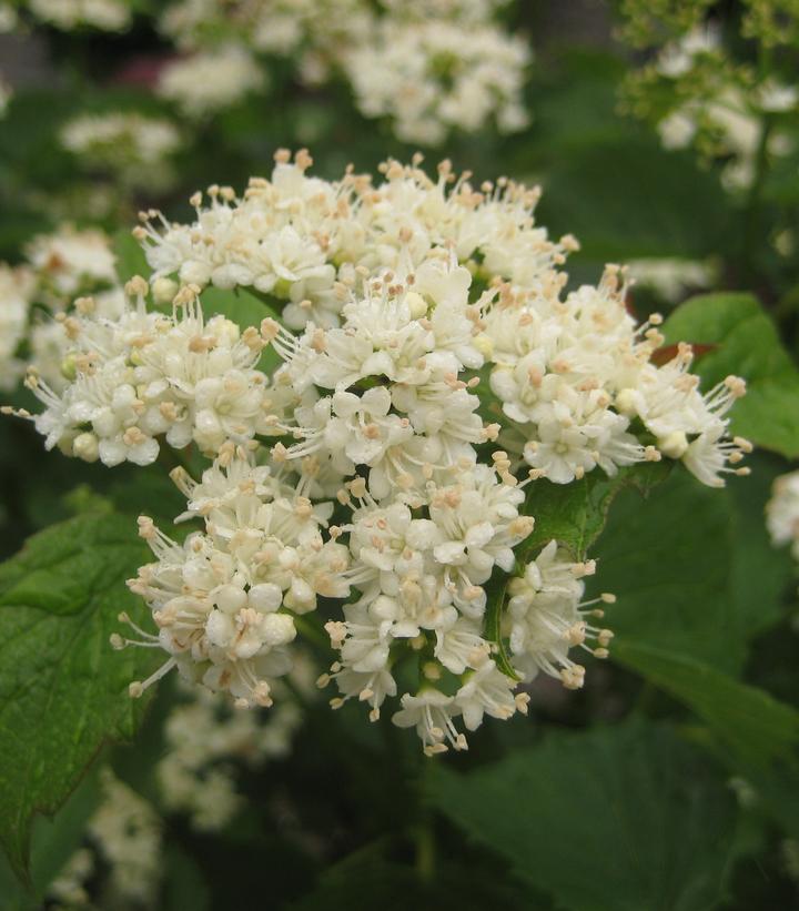 Blue Muffin Viburnum shrub with blue berries and green foliage