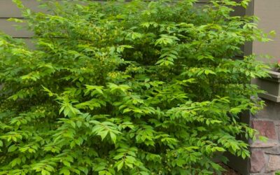 Burning Bush Care Guide: Growing in Wisconsin (Zone 5b)