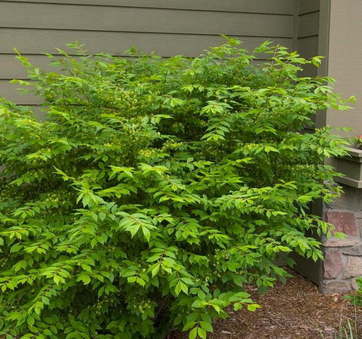 Burning Bush Care Guide: Growing in Wisconsin (Zone 5b)