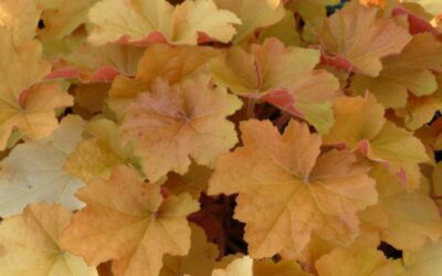 Caramel Coral Bell Care Guide: Growing in Wisconsin (Zone 5b)