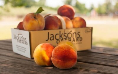 Contender Peach Care Guide: Growing Contender Peach in Wisconsin (Zone 5b)