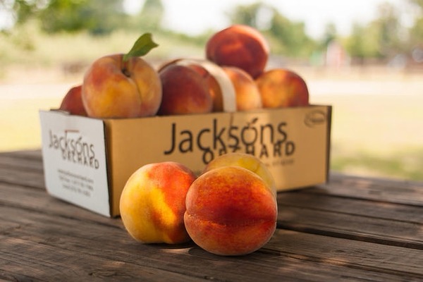 Contender Peach Care Guide: Growing Contender Peach in Wisconsin (Zone 5b)