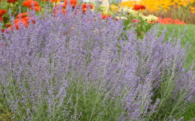 Denim ‘n Lace Russian Sage Care Guide: Growing in Wisconsin (Zone 5b)