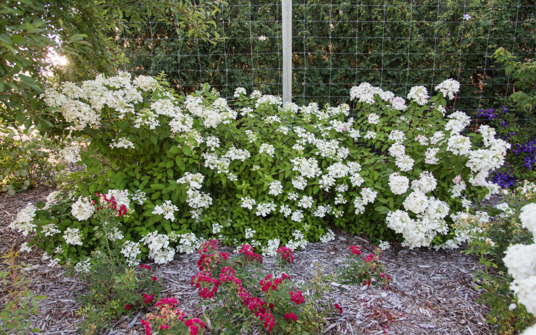Diamond Rouge Hydrangea Care Guide: Growing in Wisconsin (Zone 5b)