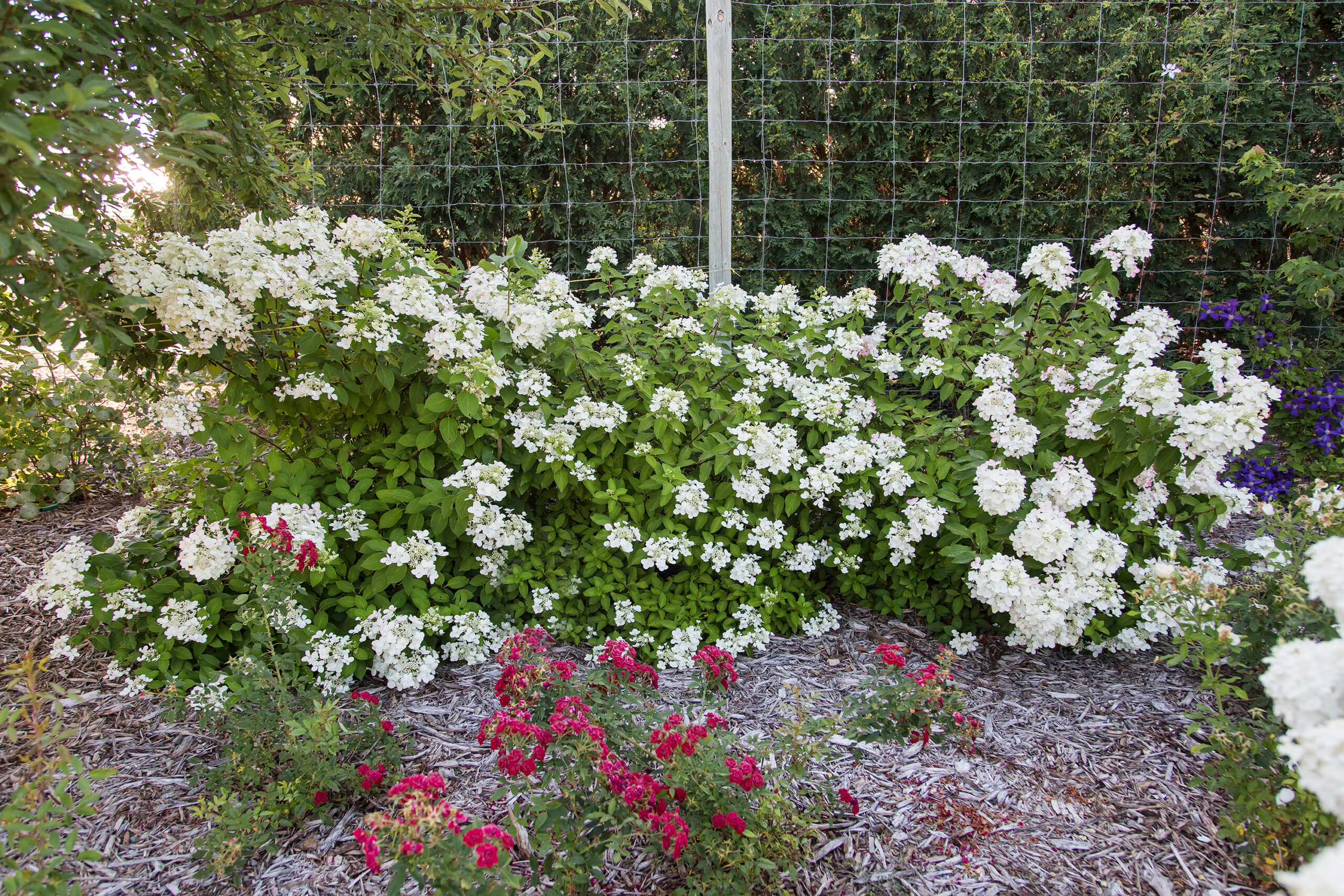 diamond-rouge-hydrangea-first-editions Image courtesy of First Editions