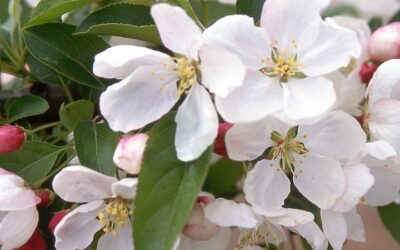 In The Spotlight: Donald Wyman Crabapple