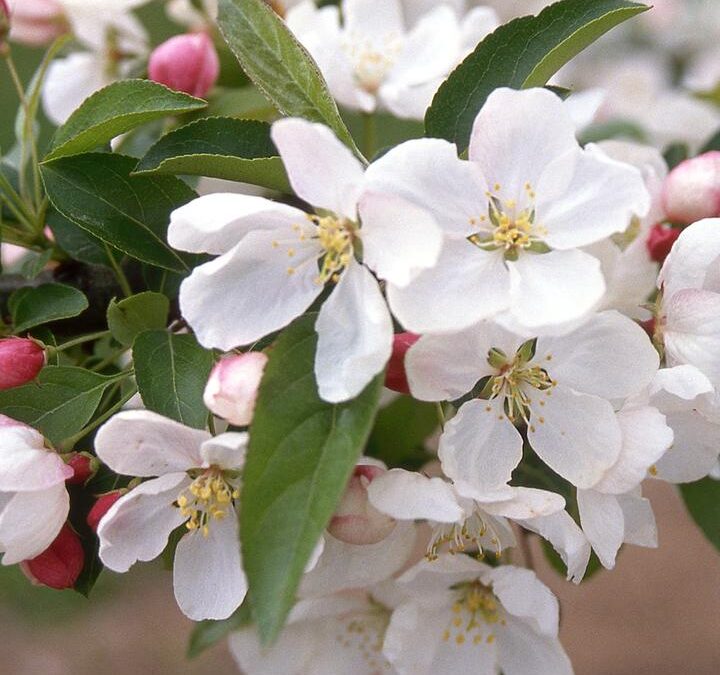 In The Spotlight: Donald Wyman Crabapple