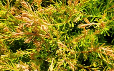 Fire Chief Globe Arborvitae Care Guide: Growing in Wisconsin (Zone 5b)