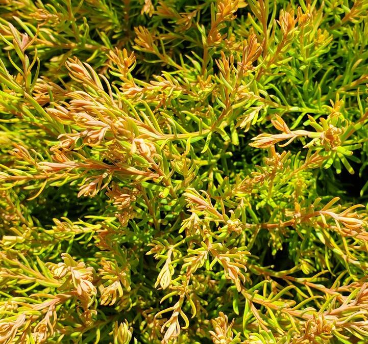 Fire Chief Globe Arborvitae Care Guide: Growing in Wisconsin (Zone 5b)