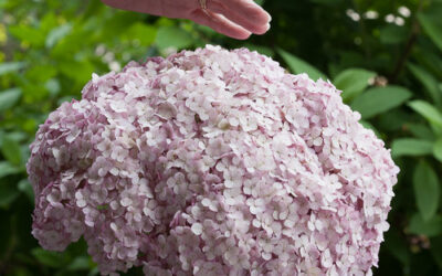 In The Spotlight: Incrediball Hydrangea