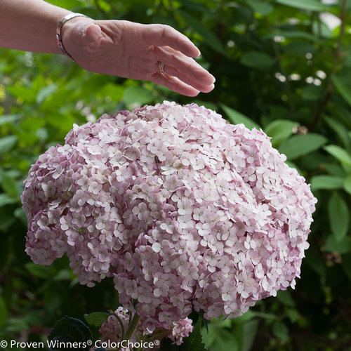 In The Spotlight: Incrediball Hydrangea