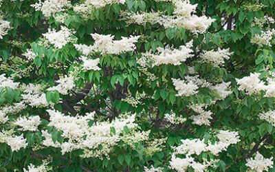 Ivory Silk Japanese Tree Lilac Care Guide: Growing in Wisconsin (Zone 5b)