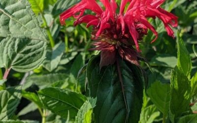 Jacob Cline Bee Balm Care Guide: Growing in Wisconsin (Zone 5b)