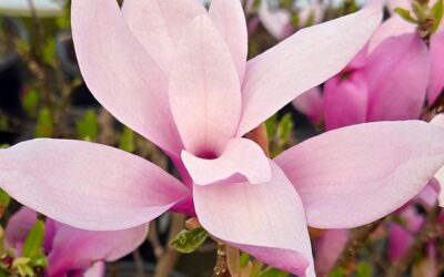 Jane Magnolia Care Guide: Growing in Wisconsin (Zone 5b)