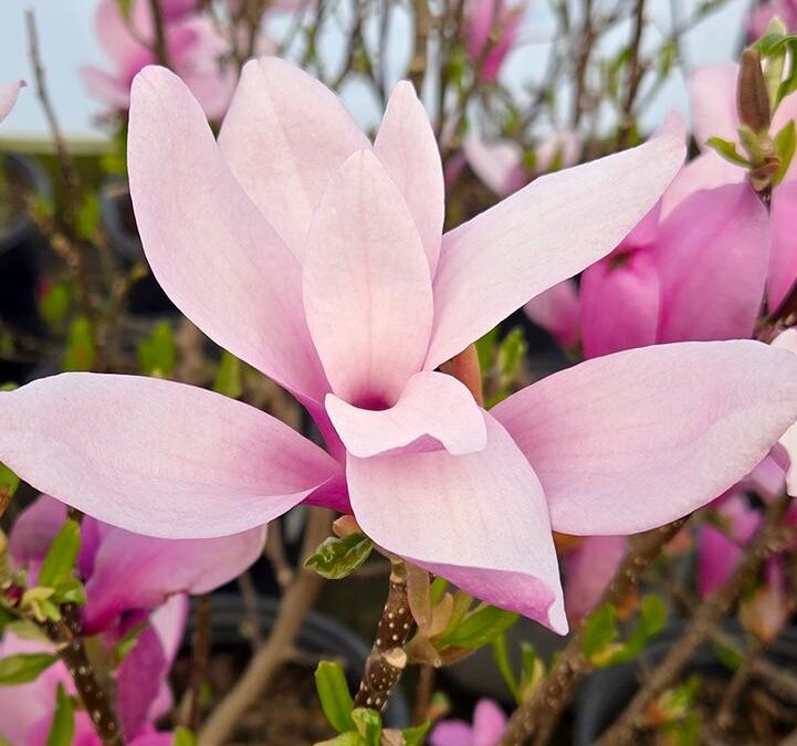 Jane Magnolia Care Guide: Growing in Wisconsin (Zone 5b)