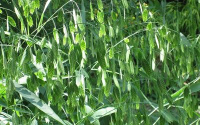 Northern Sea Oats Care Guide: Growing Chasmanthium in Wisconsin (Zone 5b)
