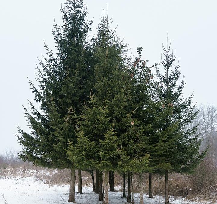 Norway Spruce Care Guide: Growing in Wisconsin (Zone 5b)