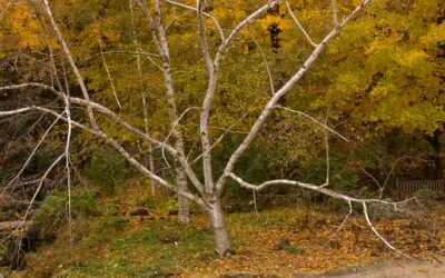 Paper Birch Care Guide: Growing in Wisconsin (Zone 5b)