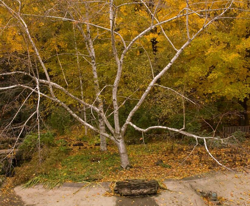 Paper Birch Care Guide: Growing in Wisconsin (Zone 5b)