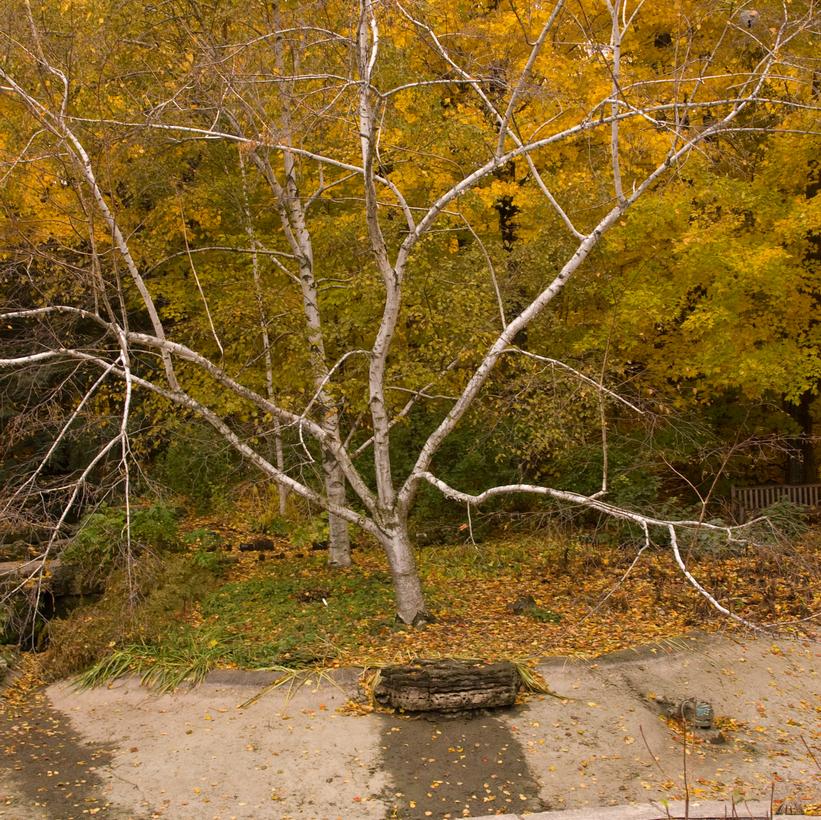 paper-birch-prides-corner Image courtesy of Pride's Corner