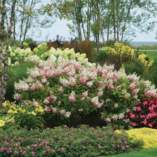 In The Spotlight: Pinky Winky Hydrangea