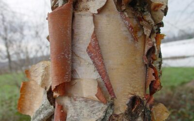 River Birch (Betula nigra): Complete Care Guide for Wisconsin