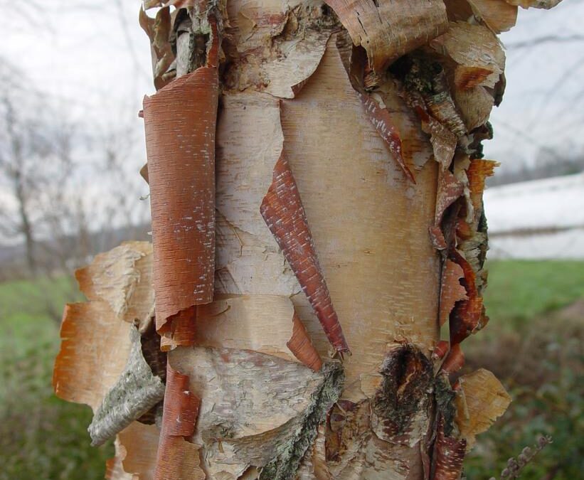 River Birch (Betula nigra): Complete Care Guide for Wisconsin