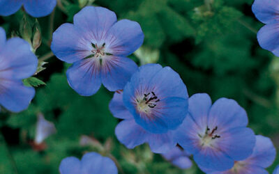 Rozanne Geranium Care Guide: Growing in Wisconsin (Zone 5b)