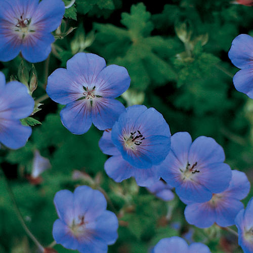 Rozanne Geranium Care Guide: Growing in Wisconsin (Zone 5b)