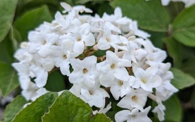 Spice Island Koreanspice Viburnum Care Guide: Growing in Wisconsin (Zone 5b)