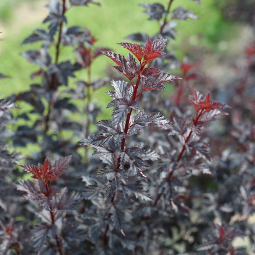 Summer Wine Ninebark Care Guide: Growing in Wisconsin (Zone 5b)