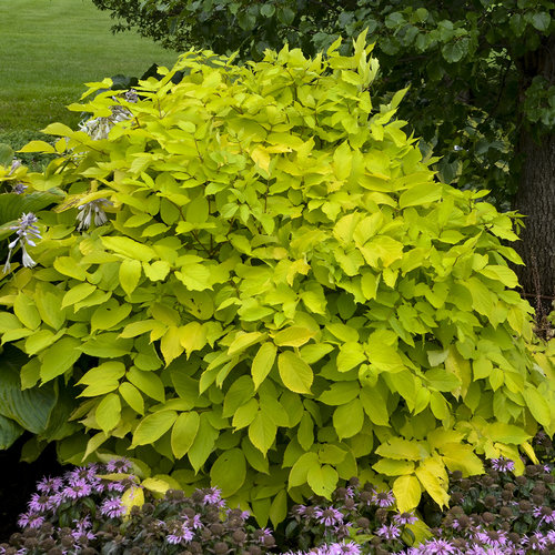 sun-king-aralia-proven-winners-1 Image courtesy of Proven Winners