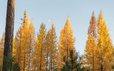 Tamarack (Eastern Larch) Care Guide: Growing Larix laricina in Wisconsin (Zone 5b)