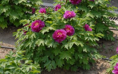 Tree Peony Care Guide: Growing Paeonia suffruticosa in Wisconsin (Zone 5b)