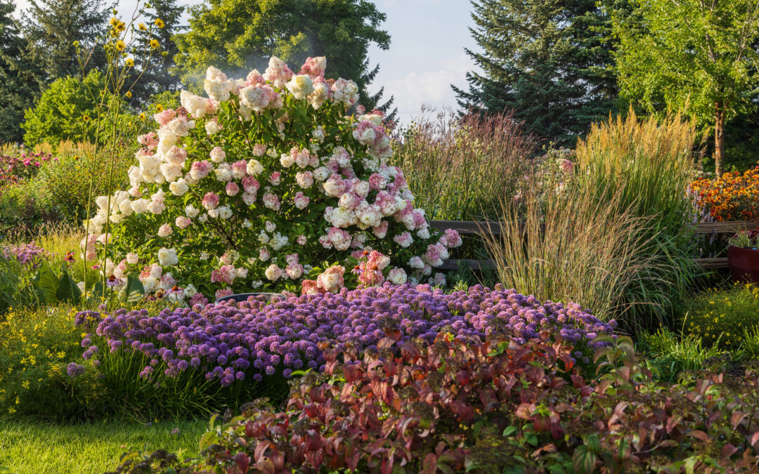 Vanilla Strawberry Hydrangea Care Guide: Growing in Wisconsin (Zone 5b)
