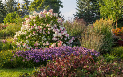 Vanilla Strawberry Hydrangea Care Guide: Growing in Wisconsin (Zone 5b)